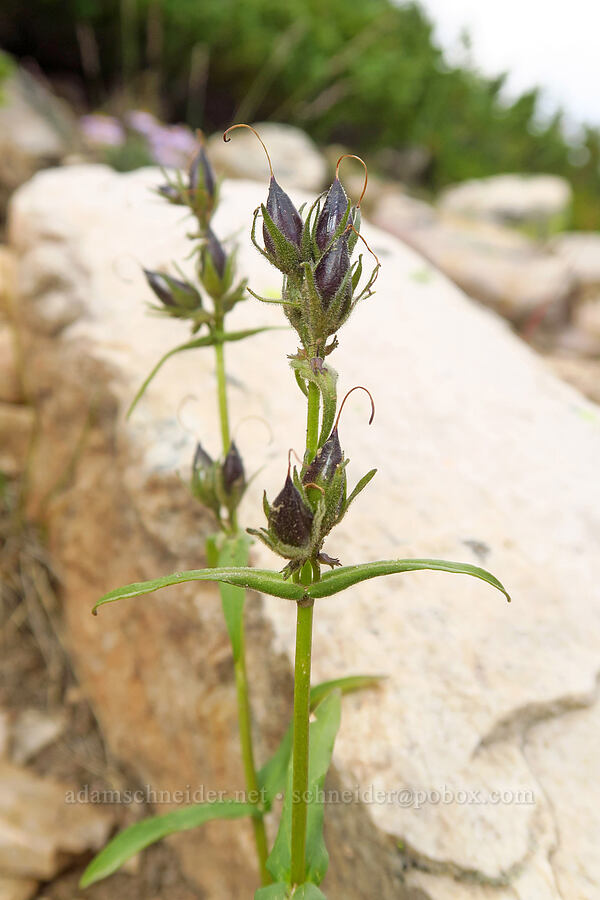 Whipple's penstemon seed capsules (Penstemon whippleanus) [Bald Mountain Trail, Uinta-Wasatch-Cache National Forest, Summit County, Utah]