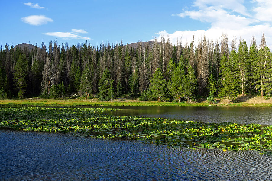 yellow pond-lilies (Nuphar polysepala) [Lilly Lake, Uinta-Wasatch-Cache National Forest, Summit County, Utah]