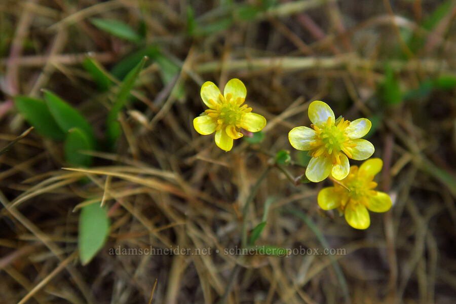 creeping buttercup (spearwort) (Ranunculus flammula) [Lost Lake, Uinta-Wasatch-Cache National Forest, Summit County, Utah]