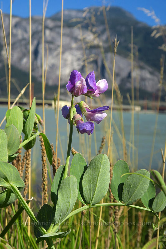 beach pea (Lathyrus japonicus) [The Spit, Squamish, British Columbia, Canada]
