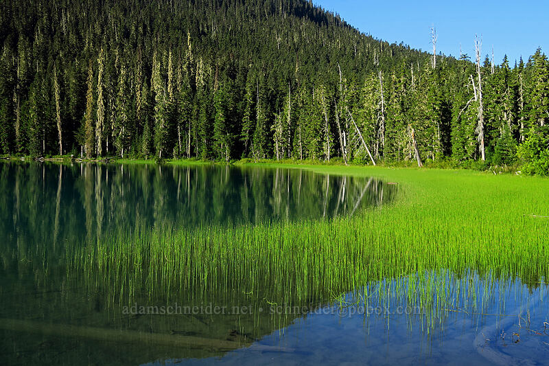 horsetails in Lower Joffre Lake (Equisetum sp.) [Joffre Lakes Trail, Joffre Lakes Provincial Park, British Columbia, Canada]