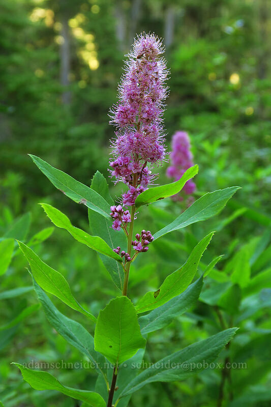hardhack (Douglas' spirea) (Spiraea douglasii) [Joffre Lakes Trail, Joffre Lakes Provincial Park, British Columbia, Canada]