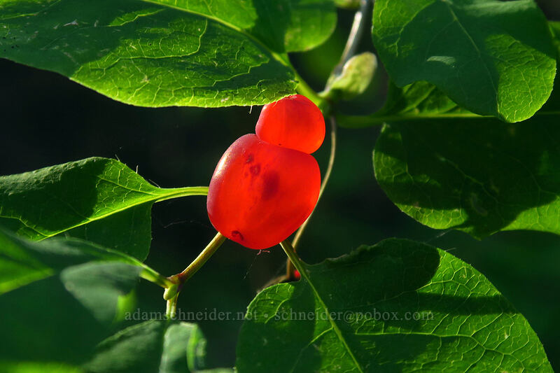 Utah honeysuckle (red twin-berry) (Lonicera utahensis) [Joffre Lakes Trail, Joffre Lakes Provincial Park, British Columbia, Canada]