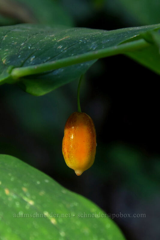 twisted-stalk berry (Streptopus amplexifolius) [Joffre Lakes Trail, Joffre Lakes Provincial Park, British Columbia, Canada]