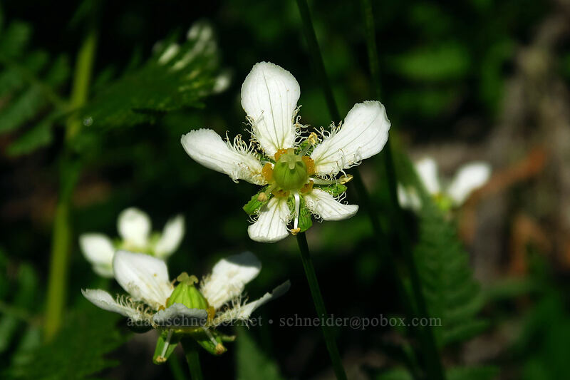 fringed grass-of-parnassus (Parnassia fimbriata) [Joffre Lakes Trail, Joffre Lakes Provincial Park, British Columbia, Canada]