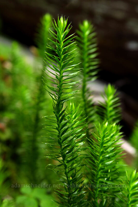 stiff club-moss (Spinulum annotinum (Lycopodium annotinum)) [Joffre Lakes Trail, Joffre Lakes Provincial Park, British Columbia, Canada]