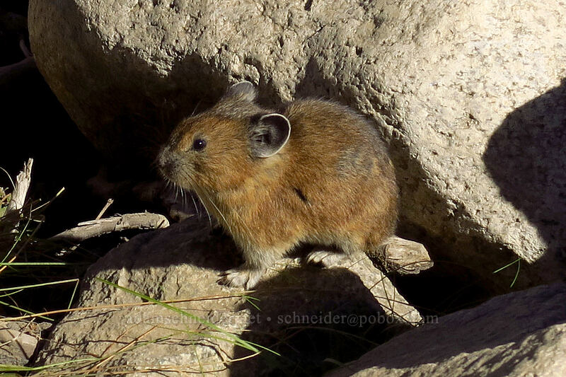 pika (Ochotona princeps fenisex) [Joffre Lakes Trail, Joffre Lakes Provincial Park, British Columbia, Canada]