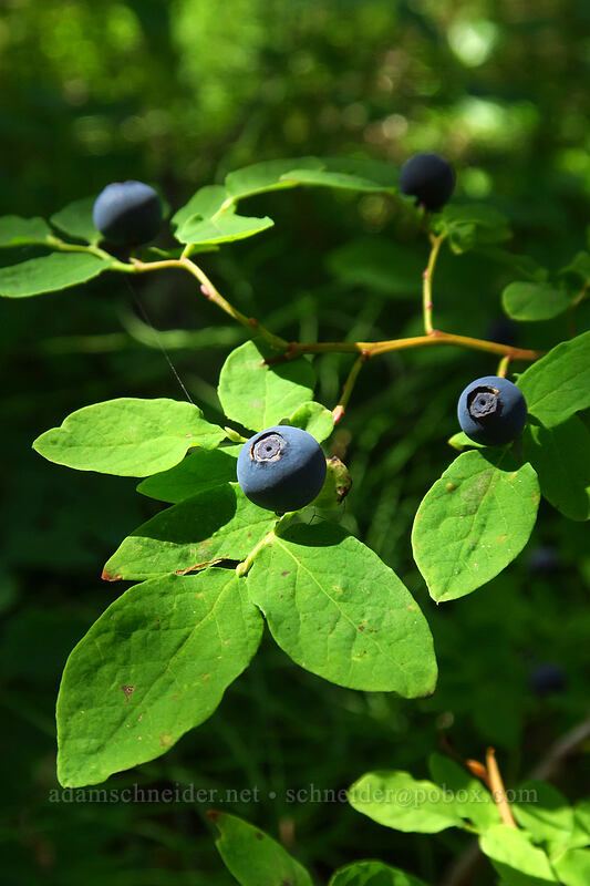 oval-leaf huckleberry (Vaccinium ovalifolium) [Joffre Lakes Trail, Joffre Lakes Provincial Park, British Columbia, Canada]