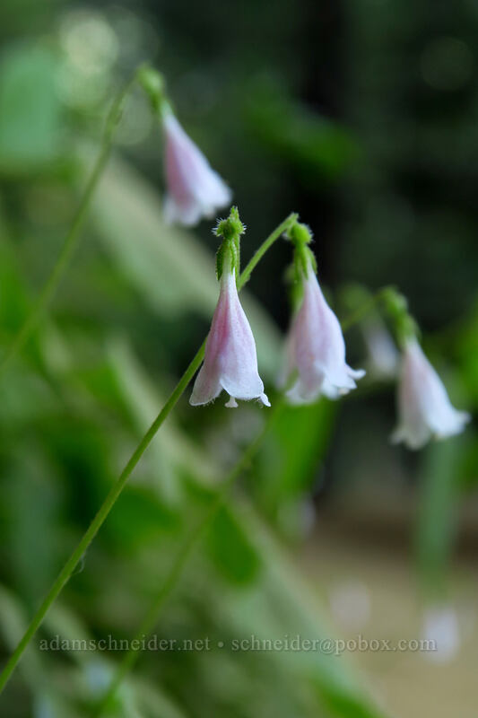 twinflower (Linnaea borealis) [Garibaldi Lake Trail, Garibaldi Provincial Park, British Columbia, Canada]