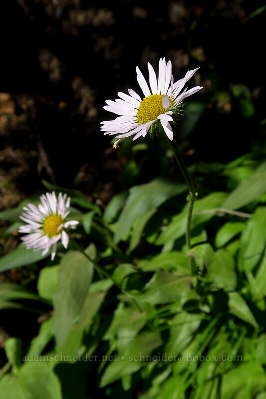 fleabane (Erigeron sp.) [Taylor Meadows Trail, Garibaldi Provincial Park, British Columbia, Canada]