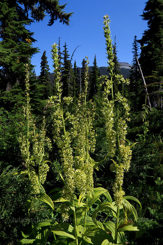green corn-lily (Veratrum viride var. eschscholtzianum (Veratrum eschscholtzii)) [Taylor Meadows Trail, Garibaldi Provincial Park, British Columbia, Canada]
