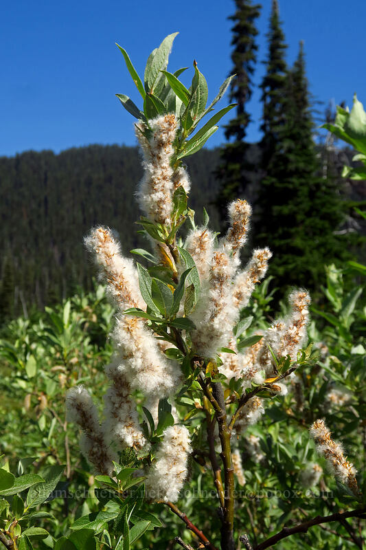 under-green willow (Salix commutata) [Taylor Meadows Trail, Garibaldi Provincial Park, British Columbia, Canada]