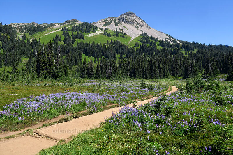trail through lupines (Lupinus sp.) [Helm Creek/Black Tusk Trail, Garibaldi Provincial Park, British Columbia, Canada]