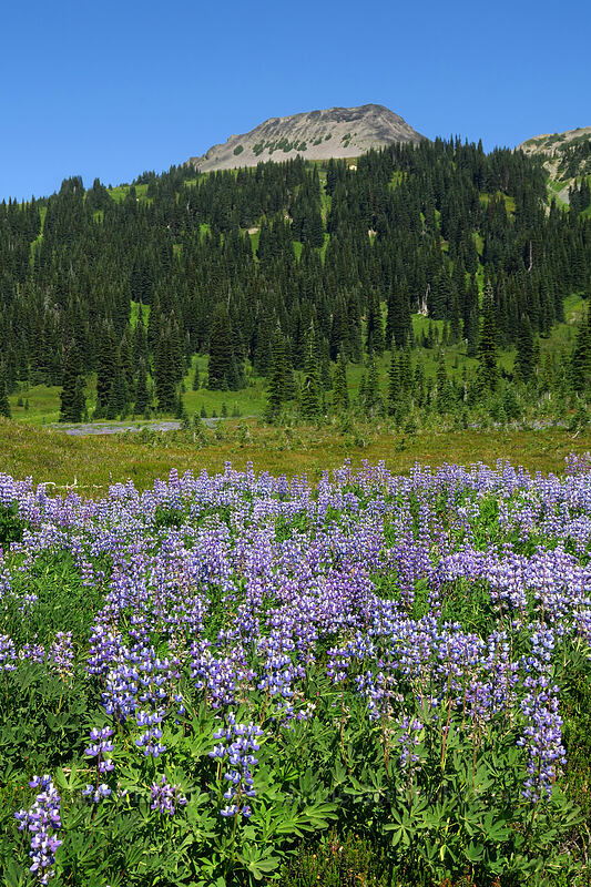 lupines (Lupinus sp.) [Helm Creek/Black Tusk Trail, Garibaldi Provincial Park, British Columbia, Canada]