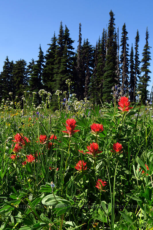 scarlet paintbrush (Castilleja miniata) [Helm Creek/Black Tusk Trail, Garibaldi Provincial Park, British Columbia, Canada]