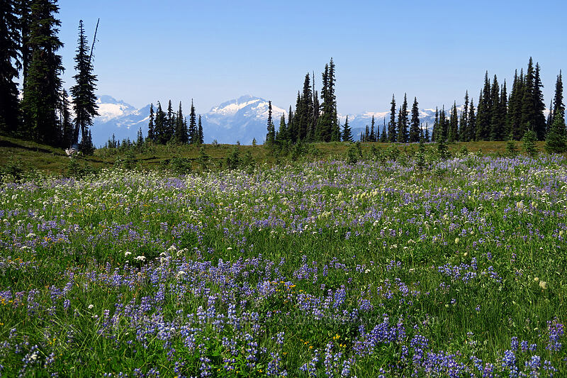 wildflowers [Helm Creek/Black Tusk Trail, Garibaldi Provincial Park, British Columbia, Canada]