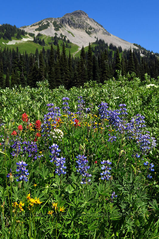 wildflowers [Helm Creek/Black Tusk Trail, Garibaldi Provincial Park, British Columbia, Canada]