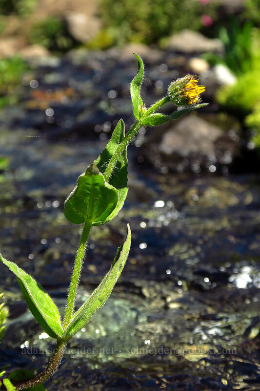 hairy arnica (Arnica mollis) [Helm Creek/Black Tusk Trail, Garibaldi Provincial Park, British Columbia, Canada]