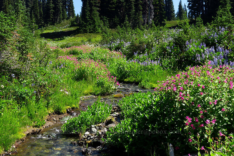 wildflowers [Helm Creek Trail, Garibaldi Provincial Park, British Columbia, Canada]