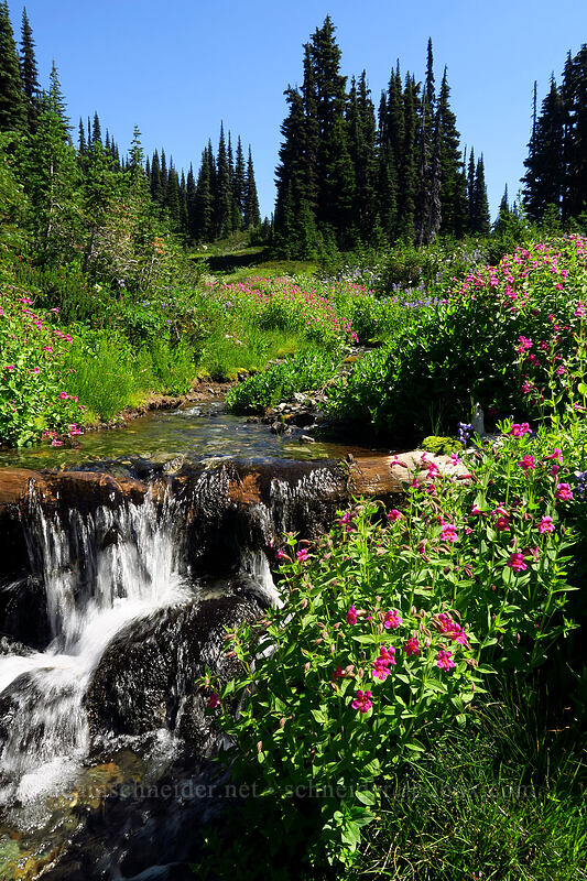 wildflowers [Helm Creek Trail, Garibaldi Provincial Park, British Columbia, Canada]