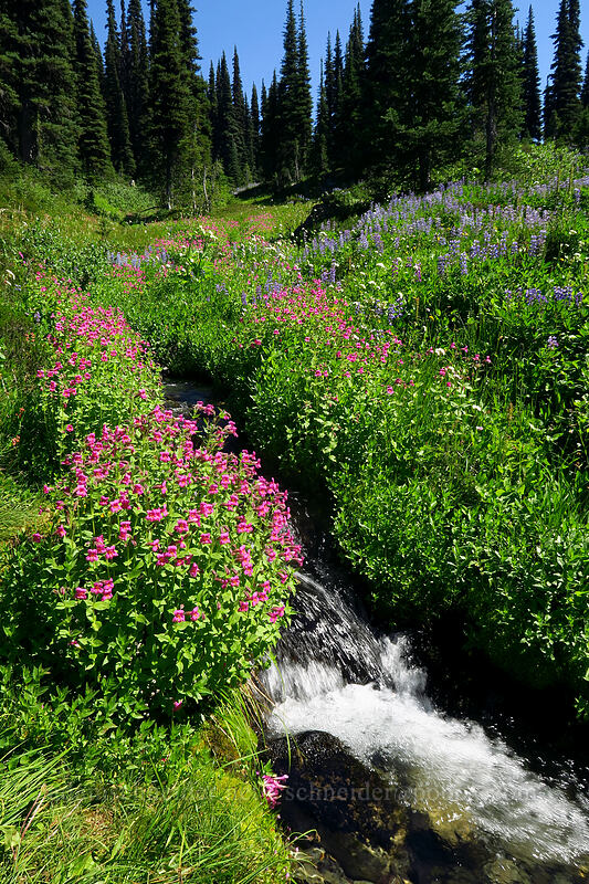 wildflowers [Helm Creek Trail, Garibaldi Provincial Park, British Columbia, Canada]