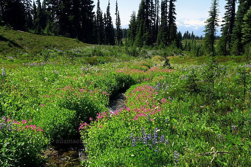 wildflowers [Helm Creek Trail, Garibaldi Provincial Park, British Columbia, Canada]