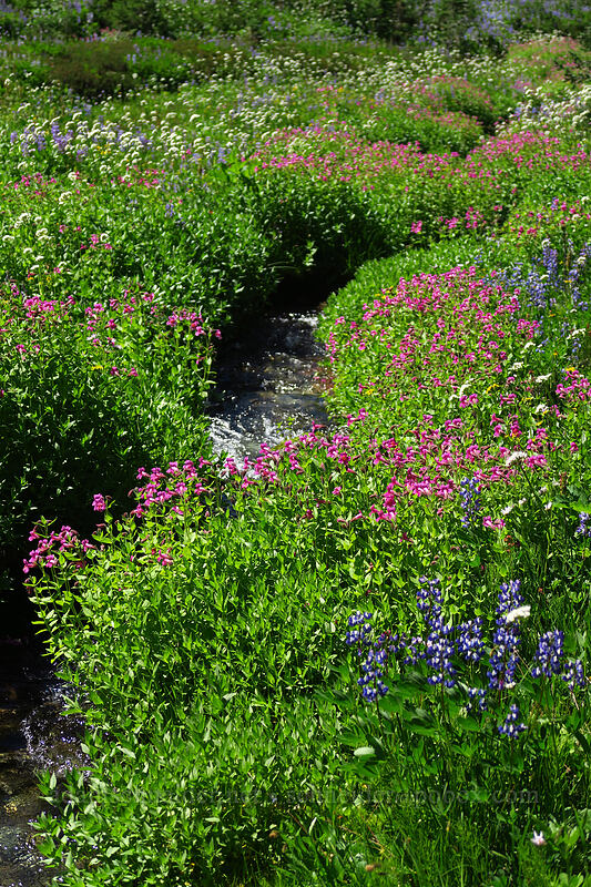 wildflowers [Helm Creek Trail, Garibaldi Provincial Park, British Columbia, Canada]