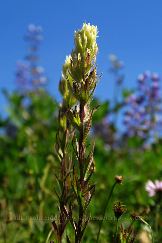 white paintbrush (Castilleja parviflora var. albida) [Helm Creek/Black Tusk Trail, Garibaldi Provincial Park, British Columbia, Canada]