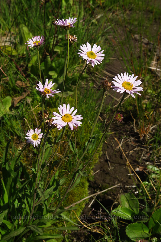 fleabane (Erigeron sp.) [Helm Creek/Black Tusk Trail, Garibaldi Provincial Park, British Columbia, Canada]