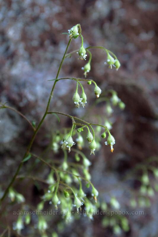alpine alumroot (Heuchera glabra) [Garibaldi Lake, Garibaldi Provincial Park, British Columbia, Canada]