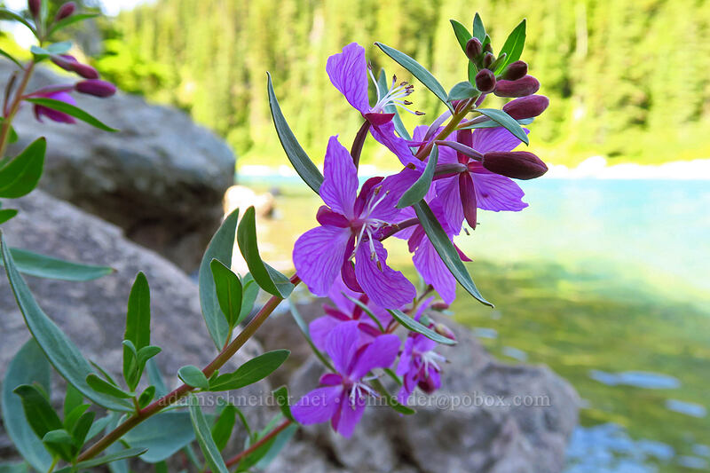 broad-leaf fireweed (Chamerion latifolium (Chamaenerion latifolium) (Epilobium latifolium)) [Garibaldi Lake, Garibaldi Provincial Park, British Columbia, Canada]