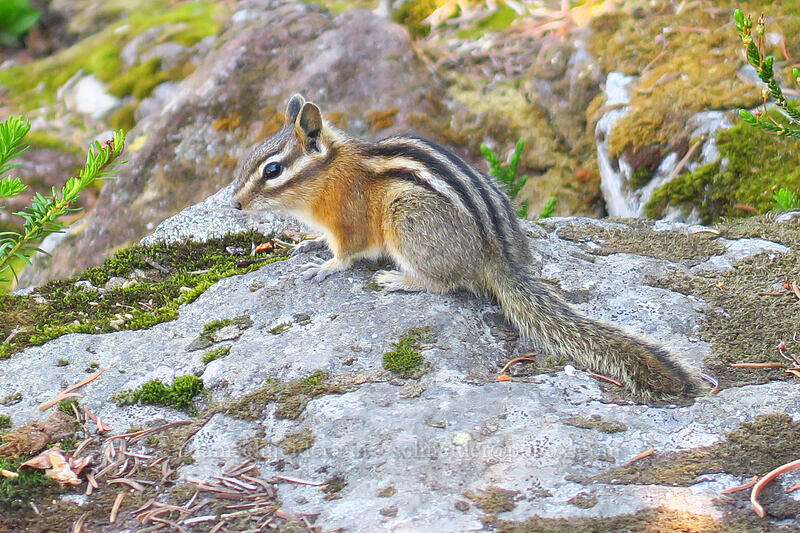 yellow-pine chipmunk (Neotamias amoenus (Tamias amoenus)) [Garibaldi Lake, Garibaldi Provincial Park, British Columbia, Canada]