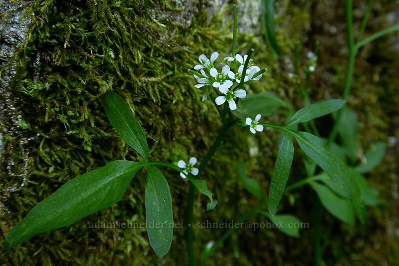umbel bitter-cress (Cardamine umbellata (Cardamine oligosperma var. kamtschatica)) [Garibaldi Lake, Garibaldi Provincial Park, British Columbia, Canada]