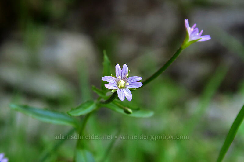 willow-herb (Epilobium sp.) [Garibaldi Lake, Garibaldi Provincial Park, British Columbia, Canada]
