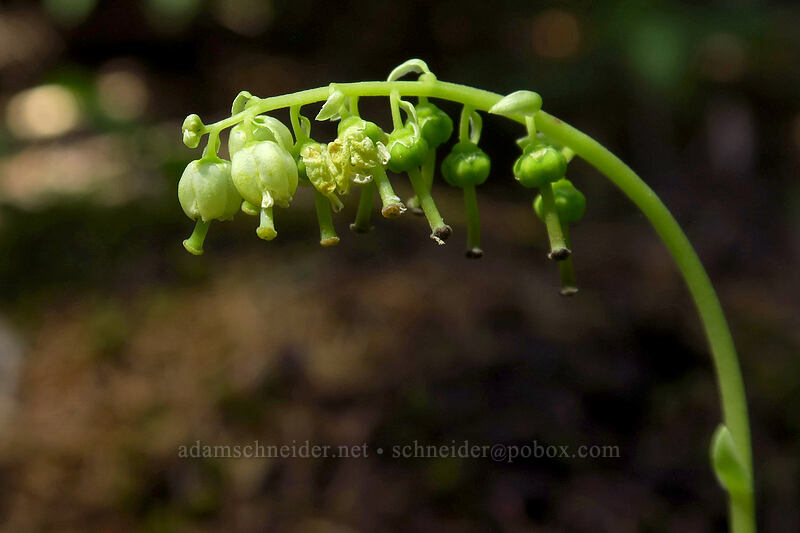 one-sided wintergreen (Orthilia secunda (Pyrola secunda)) [Garibaldi Lake Trail, Garibaldi Provincial Park, British Columbia, Canada]