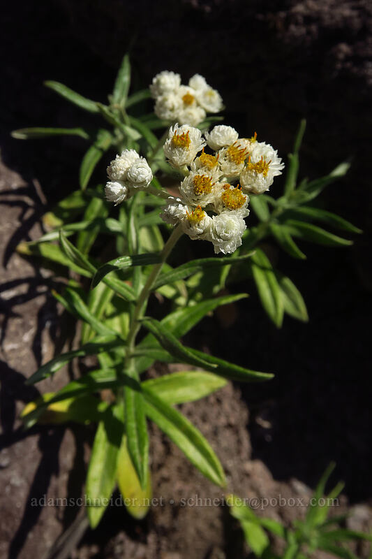 pearly everlasting (Anaphalis margaritacea) [Barrier Viewpoint, Garibaldi Provincial Park, British Columbia, Canada]
