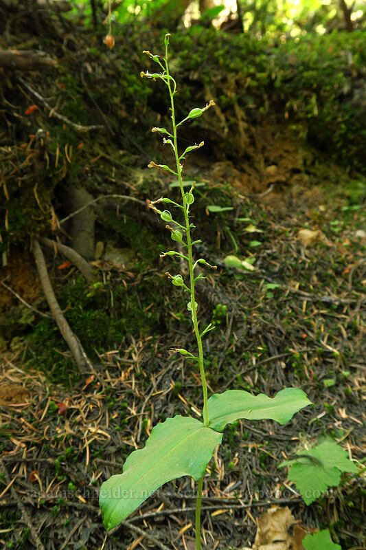 northwestern twayblade (Neottia banksiana (Listera caurina)) [Garibaldi Lake Trail, Garibaldi Provincial Park, British Columbia, Canada]