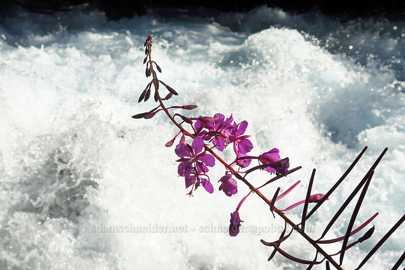 fireweed & Rubble Creek (Chamerion angustifolium (Chamaenerion angustifolium) (Epilobium angustifolium)) [Garibaldi Lake Trailhead, Garibaldi Provincial Park, British Columbia, Canada]