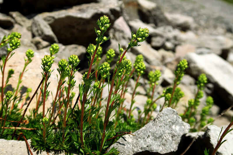 partridgefoot, budding (Luetkea pectinata) [Chain Lakes Trail, Mount Baker Wilderness, Whatcom County, Washington]