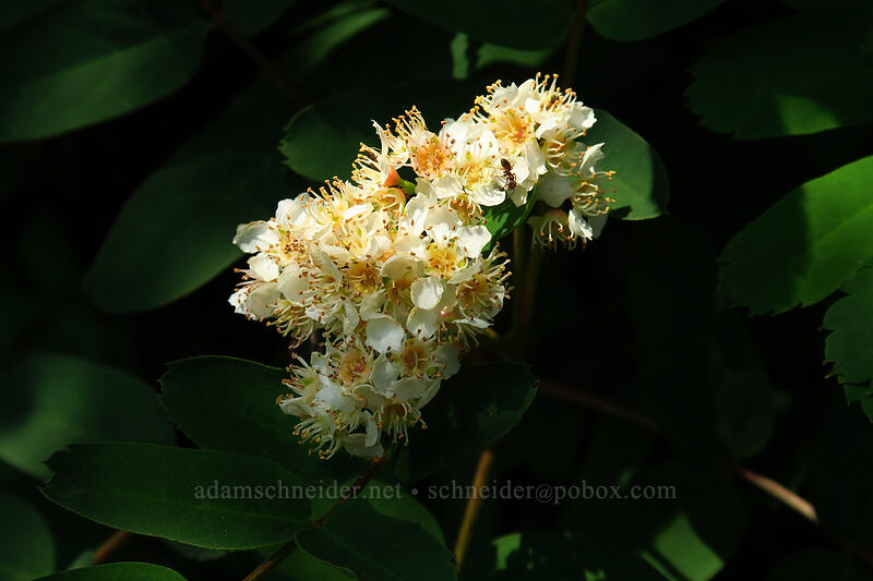 Sitka mountain-ash (Sorbus sitchensis) [Chain Lakes Trail, Mount Baker Wilderness, Whatcom County, Washington]
