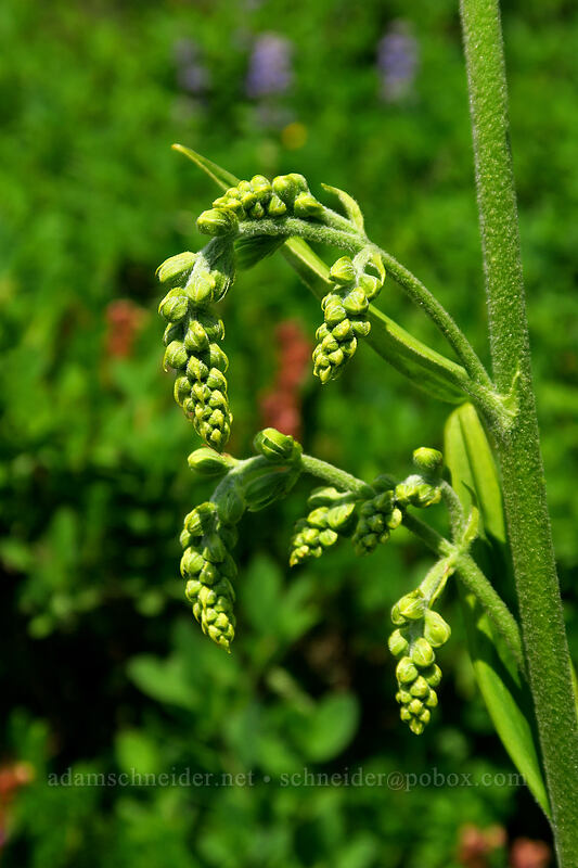 corn lily, budding (Veratrum viride var. eschscholtzianum (Veratrum eschscholtzii)) [Chain Lakes Trail, Mount Baker Wilderness, Whatcom County, Washington]
