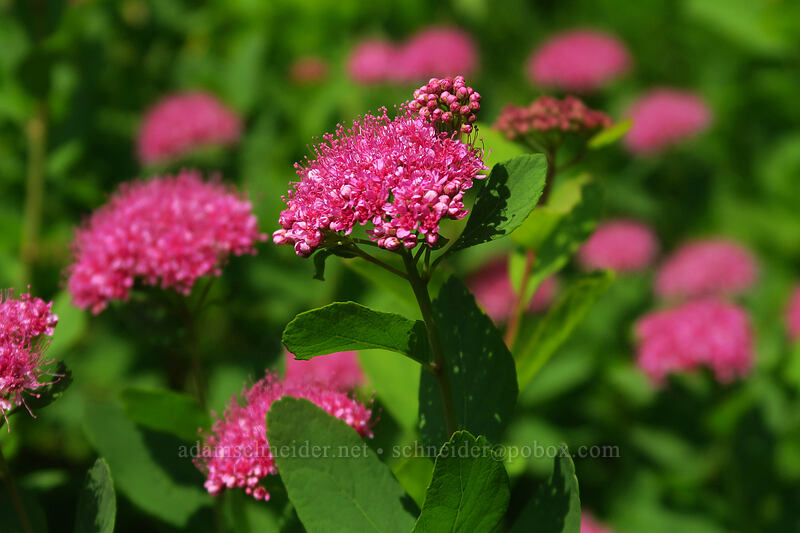 subalpine spirea (Spiraea splendens (Spiraea densiflora)) [Chain Lakes Trail, Mount Baker Wilderness, Whatcom County, Washington]