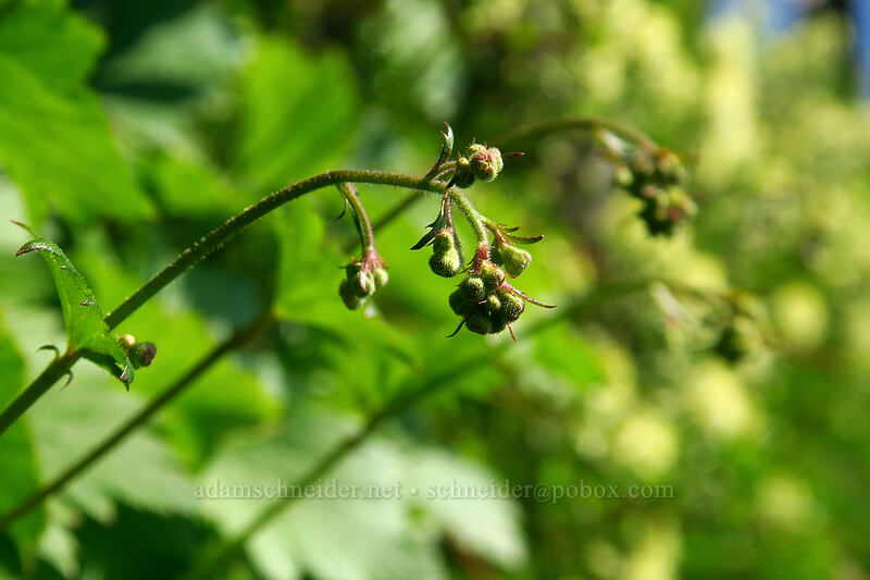 alpine alumroot (Heuchera glabra) [Chain Lakes Trail, Mount Baker Wilderness, Whatcom County, Washington]