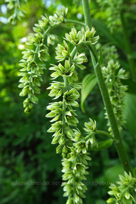corn lily (Veratrum viride var. eschscholtzianum (Veratrum eschscholtzii)) [Chain Lakes Trail, Mount Baker Wilderness, Whatcom County, Washington]