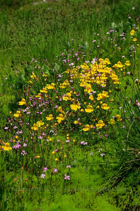 tufted monkeyflower & willow-herb (Erythranthe caespitosa (Mimulus caespitosus), Epilobium sp.) [Chain Lakes Trail, Mount Baker Wilderness, Whatcom County, Washington]