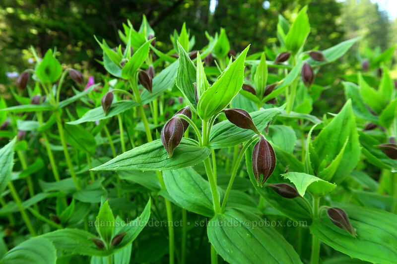 Lewis' monkeyflower, budding (Erythranthe lewisii (Mimulus lewisii)) [Chain Lakes Trail, Mount Baker Wilderness, Whatcom County, Washington]