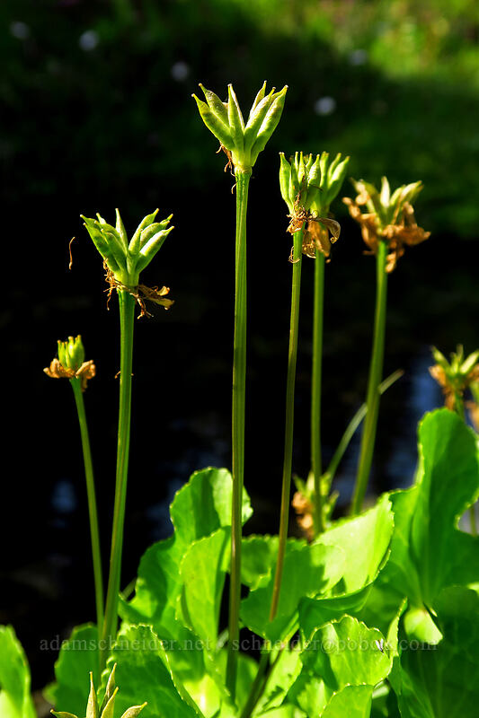 white marsh-marigolds, going to seed (Caltha biflora (Caltha leptosepala var. biflora)) [Chain Lakes Trail, Mount Baker Wilderness, Whatcom County, Washington]