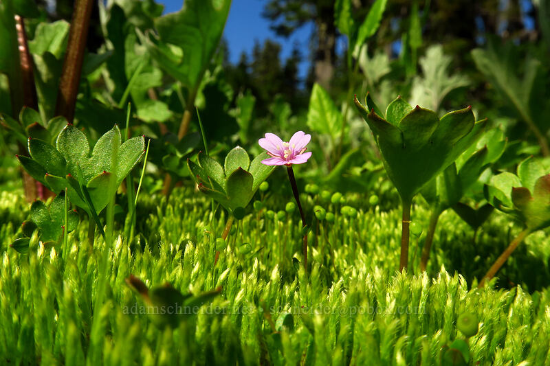 willow-herb flower among moss and leaves (Epilobium sp.) [Chain Lakes Trail, Mount Baker Wilderness, Whatcom County, Washington]