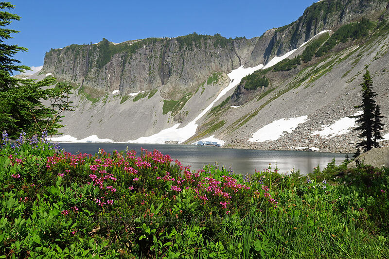 pink mountain heather & Table Mountain (Phyllodoce empetriformis) [Chain Lakes Trail, Mount Baker Wilderness, Whatcom County, Washington]
