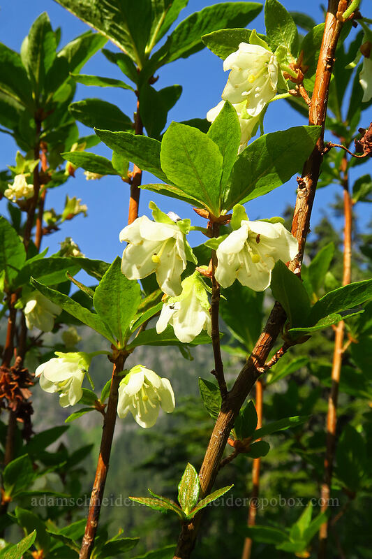 white rhododendron (Cascade azalea) (Rhododendron albiflorum) [Chain Lakes Trail, Mount Baker Wilderness, Whatcom County, Washington]